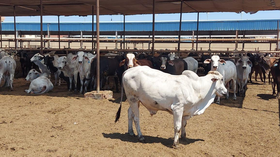 ميناء سفاجا يستقبل سفينة على متنها 3500 رأس عجول حية وتزن 1200 طن