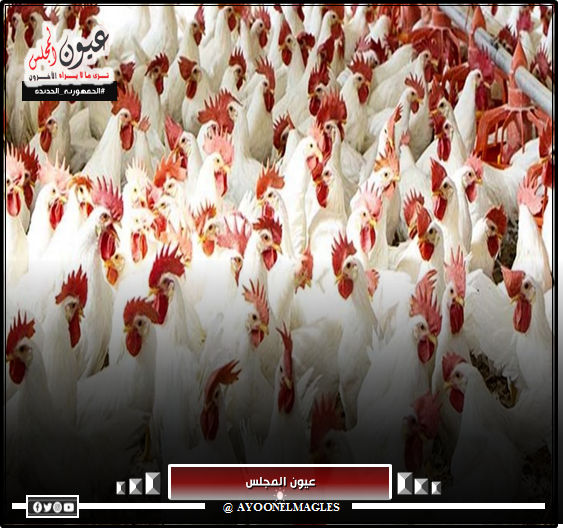 أسعار الدواجن اليوم في الأسواق 20/9/2023