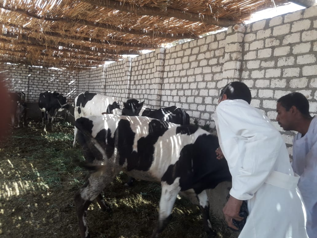 الطب البيطرى يفحص المواشى لحمايتها من الحمى القلاعية بالأقصر