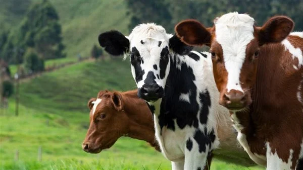 أضحية العيد.. الأزهر للفتوى: لا يجوز الاشتراك في هذين النوعين