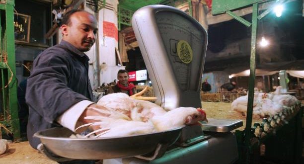 تحذير من رئيس شعبة الدواجن: استمرار الوضع الحالي قد يرفع الأسعار أكثر