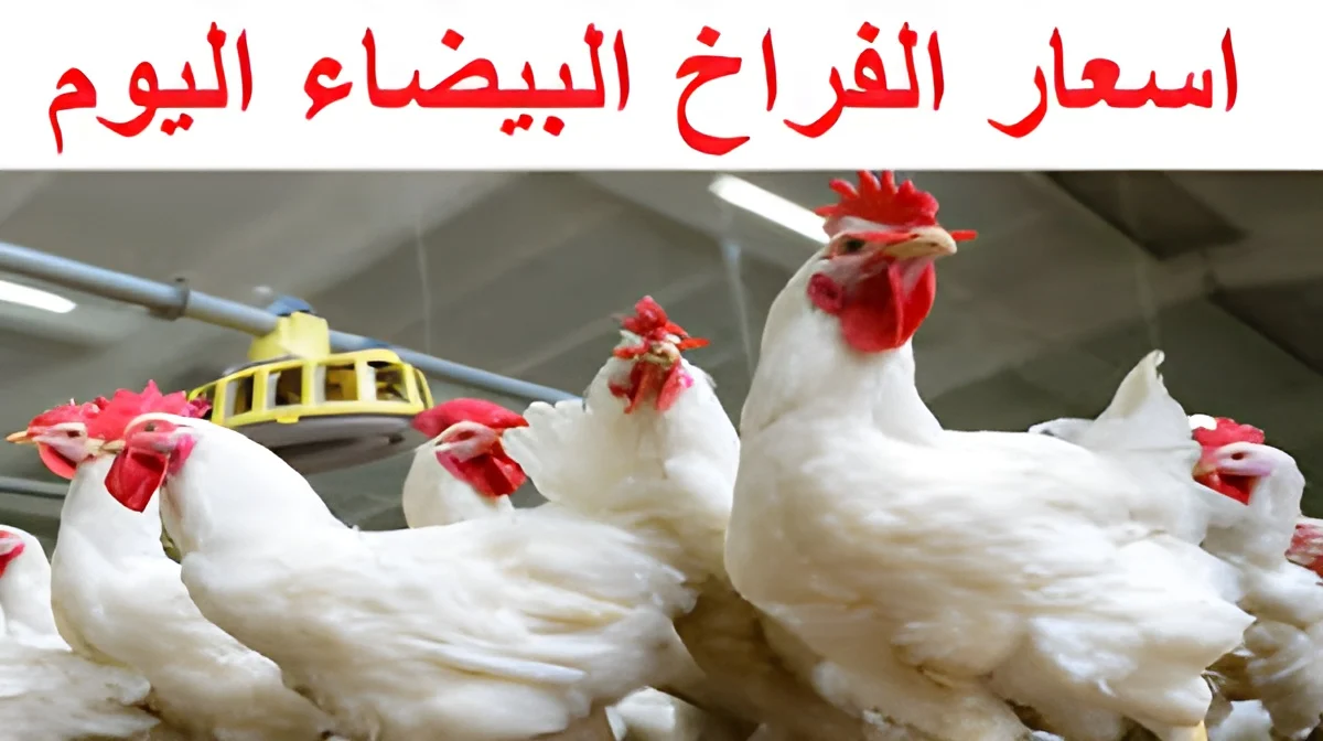 ارتفاع أسعار الدجاج يوم الأحد 15 سبتمبر، بكم كيلو الفراخ البيضاء؟