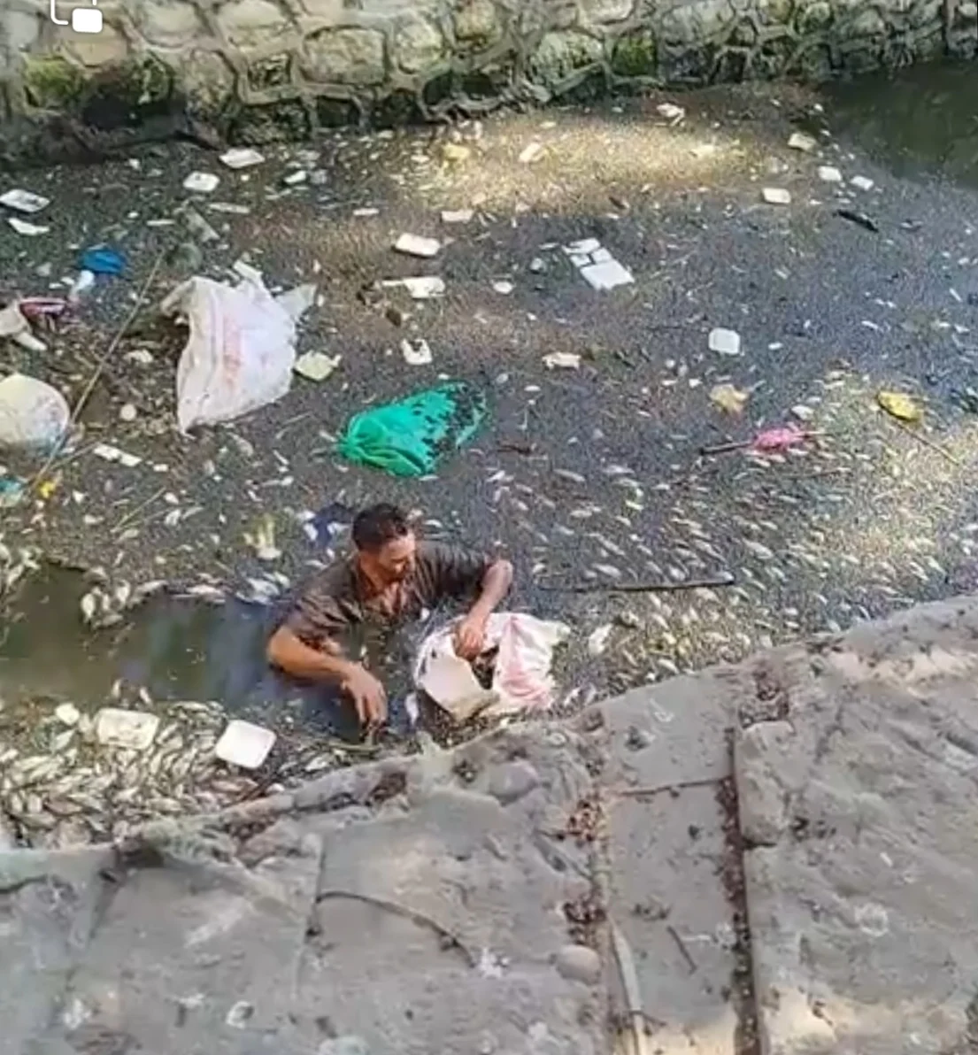 نفوق جماعي للأسماك في ترعة بالغربية.. ولجنة من عدة جهات للتحقيق