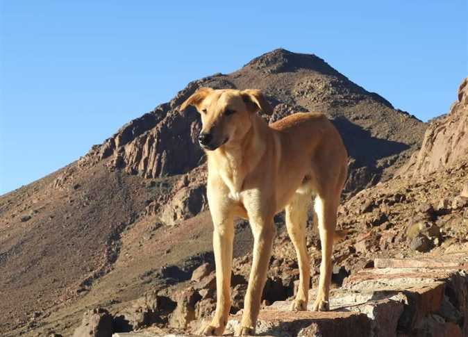 ليس في الهرم فقط.. الكلاب ترافق الزوار مغامرة الصعود لجبل موسى يوميًا