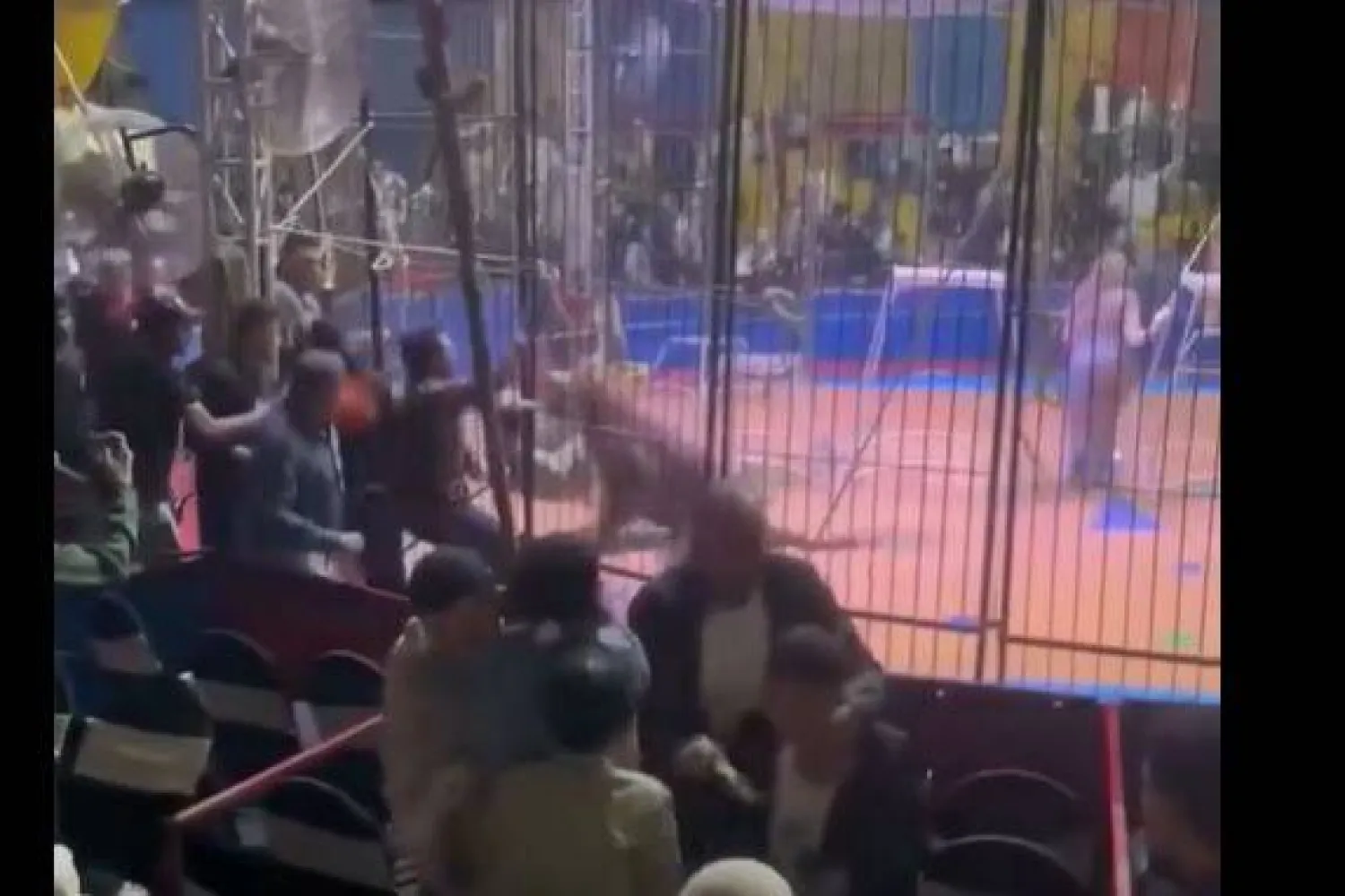 سيرك طنطا: تقرير بيطري يكشف عن حالة الحيوانات بعد حادثة هجوم النمر