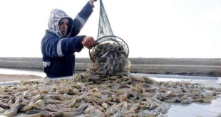 نقيب الصيادين يوضح السبب.. إلقاء كميات كبيرة من الأسماك في مياه السويس