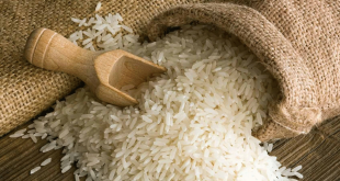 تطبيق التقنيات الحديثة لزراعة الأرز آلياً.. لرفع إنتاجية المحصول