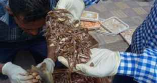 ضبط 5 أطنان ملح طعام وأسماك مملحة غير صالحة للاستهلاك الآدمي فى المحلة الكبرى
