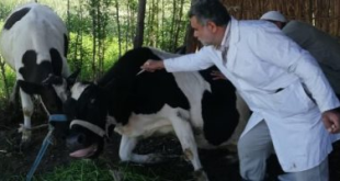 انطلاق الحملة القومية الثانية لتحصين الماشية بجميع المراكز والقرى بالقليوبية