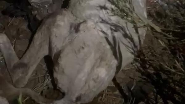 القبض على المتهم بذبح حمير داخل أرضٍ زراعية بالسنطة.. والطب البيطري يتابع المطاعم المجاورة لمحل الواقعة