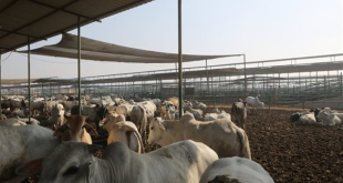 أكثر من 8.5 مليون جرعة تحصينية للماشية ضمن الحملة القومية للزراعة