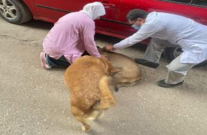 مصر تقوم بحملات قومية لمكافحة مرض السعار بتحصين الكلاب الضالة وإجراء عمليات تعقيم جراحية واسعة