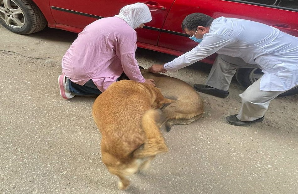 مصر تقوم بحملات قومية لمكافحة مرض السعار بتحصين الكلاب الضالة وإجراء عمليات تعقيم جراحية واسعة