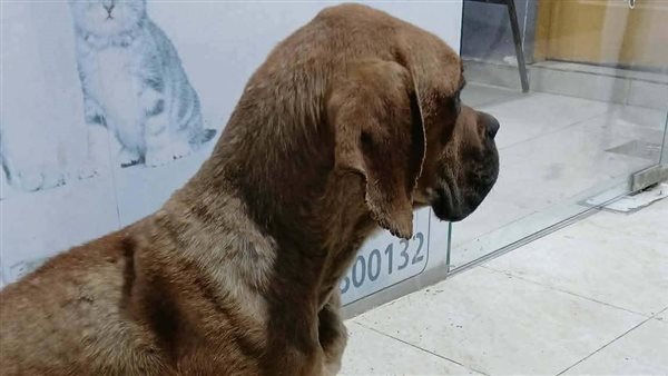 فيديو كلب السويس يثير الجدل.. أقوال شهود العيان تكشف تفاصيل جديدة