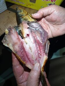 تكثيف جهود الرقابة والتفتيش على جميع المنتجات الحيوانية و الأسماك خاصة مع احتفالات الربيع وشم النسيم