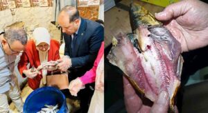 في شم النسيم.. تحرير 24 محضرًا وضبط طن و110 كيلو أسماك مملحة ومدخنة غير صالحة للاستهلاك بالغربية