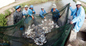 لأول مرة .. إدراج جمهورية مصر العربية ضمن قائمة الدول المصرح لها بتصدير منتجات الاستزراع السمكي إلى دول الاتحاد الاوروبي