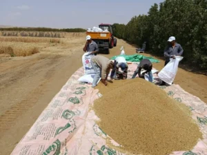 نجاح غير مسبوق فى تجربة زراعة القمح باستخدام مياه تصل درجة ملوحتها إلى 8000 جزء فى المليون بمنطقة المغرة فى محافظة مطروح