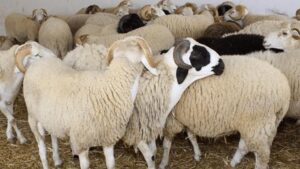 توقع إرتفاع مع اقتراب العيد/ أسعار الأضاحي 2026.. استقرار في الأسواق