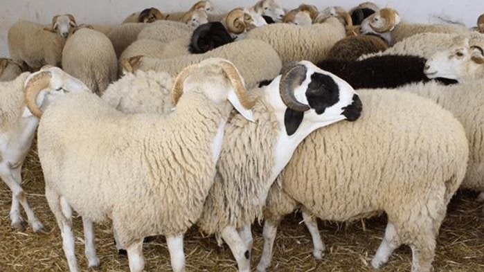 توقع إرتفاع مع اقتراب العيد/ أسعار الأضاحي 2026.. استقرار في الأسواق