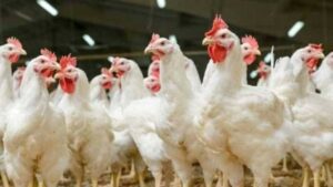 قبل عيد القيامة/ ارتفاع جديد في أسعار الفراخ البيضاء اليوم.. اعرف الكيلو وصل كام؟