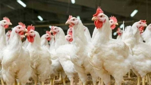 قبل عيد القيامة/ ارتفاع جديد في أسعار الفراخ البيضاء اليوم.. اعرف الكيلو وصل كام؟