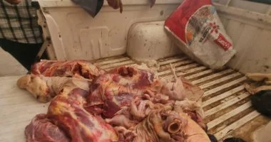 الطب البيطري بالجيزة ينفي ما تم نشره عبر بعض صفحات ومواقع التواصل الاجتماعي بشأن ضبط لحوم كلاب مجهزة للاستهلاك الآدمي