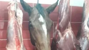 ضبط جزار بيبيع لحمة حمير وخيول في منطقة أبو شاهين بالمحلة الكبري