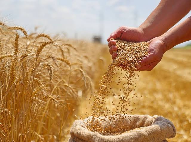 وسط اضطرابات البحر الأسود.. أسعار القمح تسجل أعلى سلسلة ارتفاع خلال شهرين