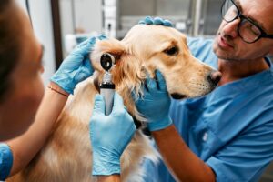 ماذا يقول القانون عن مخالفات مزاولة الطب البيطري؟