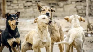الطب البيطري : تحصين 15 كلبًا حرًا في قرية الصلعا بمحافظة سوهاج