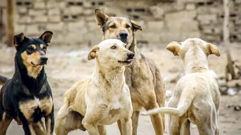 الطب البيطري : تحصين 15 كلبًا حرًا في قرية الصلعا بمحافظة سوهاج