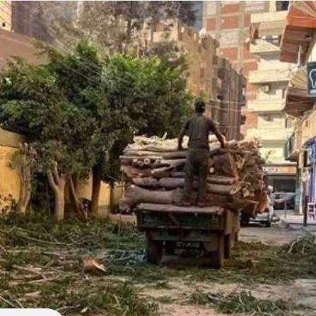 القبض على 3 أشخاص لقطع شجرتين وبيع أخشابهما في الغربية بقصد التربح المالي