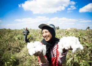 في اليوم العالمي للذهب الأبيض ! القطن المصري يتميز عالميًا بطول التيلة وقوة الألياف ونعومتها وتجانسها