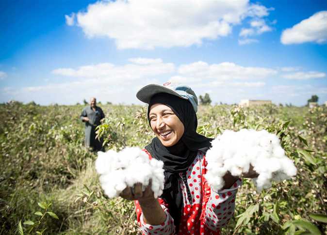في اليوم العالمي للذهب الأبيض ! القطن المصري يتميز عالميًا بطول التيلة وقوة الألياف ونعومتها وتجانسها