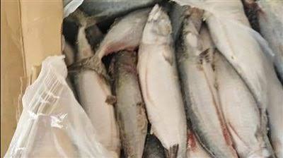 قبل بيعها بالأسواق.. ضبط 41 طن أسماك فاسدة في الغربية