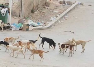 كل 3 كلاب في غرفة.. محافظ القاهرة يكشف تفاصيل شِلتر التبين لحل أزمة كلاب الشوارع